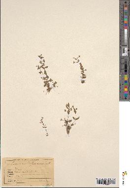 spécimen de Lindernia pyxidaria