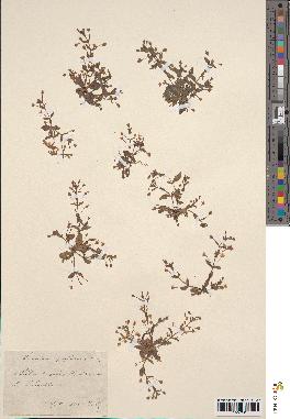spécimen de Lindernia pyxidaria