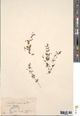 spécimen de Lindernia pyxidaria