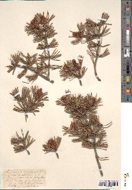 spécimen de Pinus sylvestris