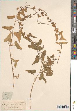 spécimen de Cynanchum monspeliacum