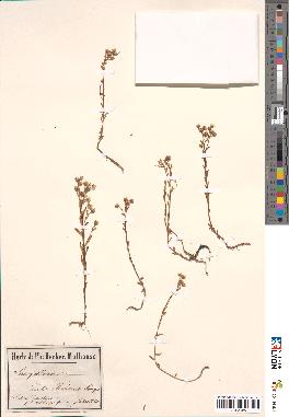 spécimen de Sedum villosum