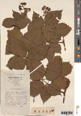 spécimen de Rubus lutescens