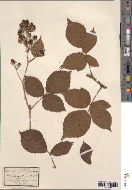 spécimen de Rubus hirsutus