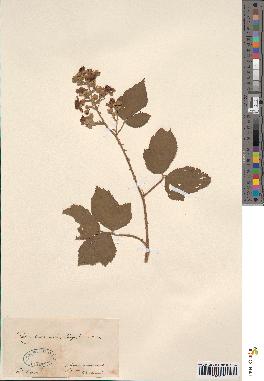 spécimen de Rubus fruticosus
