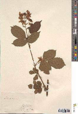 spécimen de Rubus fruticosus