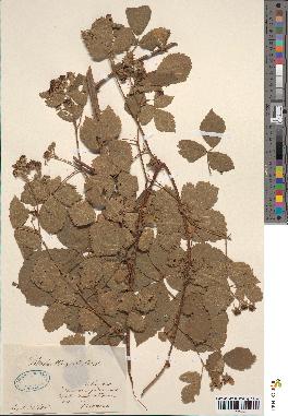 spécimen de Rubus mougeotii