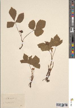 spécimen de Rubus saxatilis