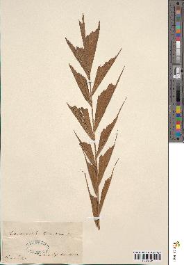 spécimen de Caryota urens