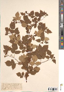 spécimen de Rubus idaeus