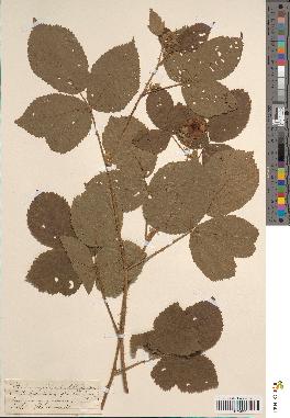 spécimen de Rubus corylifolius