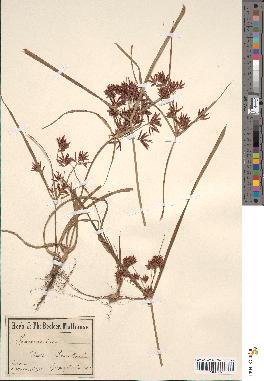 spécimen de Cyperus esculentus