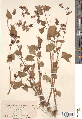 spécimen de Polygonum fagopyrum