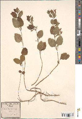 spécimen de Calamintha grandiflora