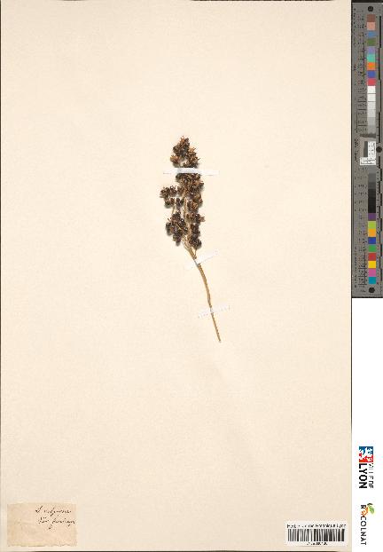 spécimen de Sorghum vulgare
