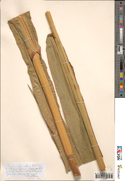 spécimen de Sorghum vulgare