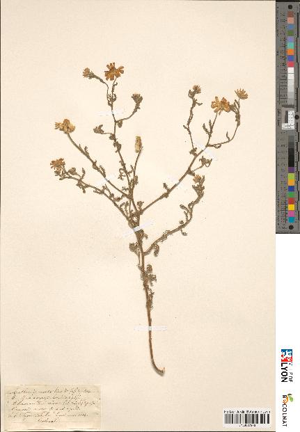 spécimen de Anthemis mixta