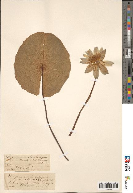 spécimen de Nymphaea caerulea