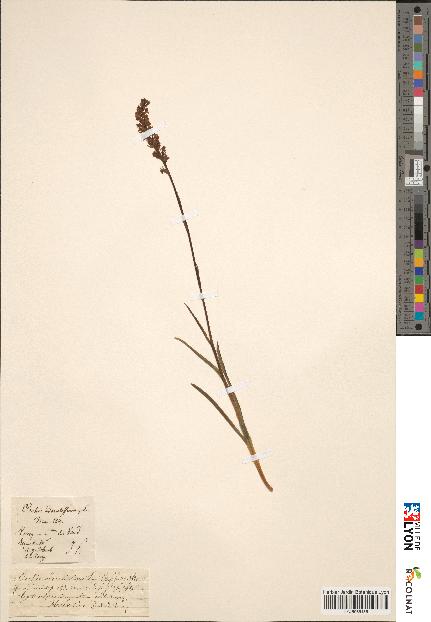 spécimen de Orchis odoratissima