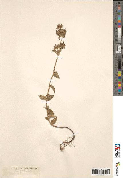 spécimen de Calamintha clinopodium