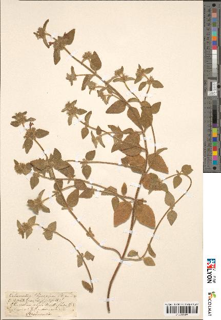 spécimen de Calamintha clinopodium