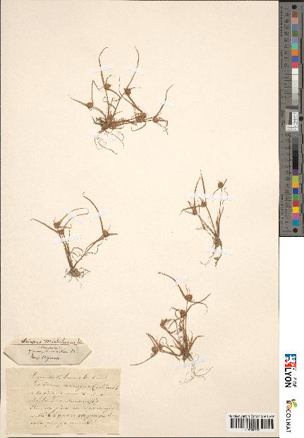 spécimen de Scirpus michelianus
