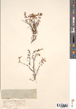 spécimen de Montia rivularis