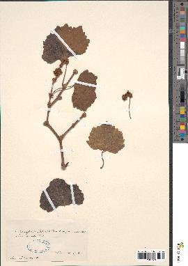 spécimen de Vitis capensis
