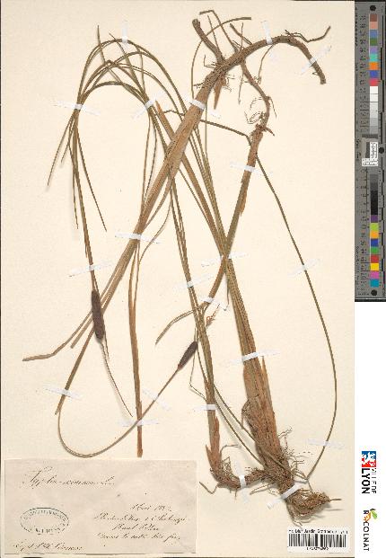 spécimen de Typha minima