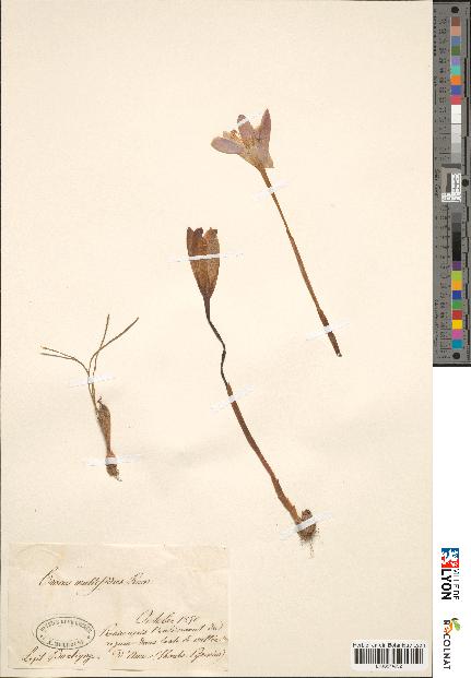 spécimen de Crocus versicolor