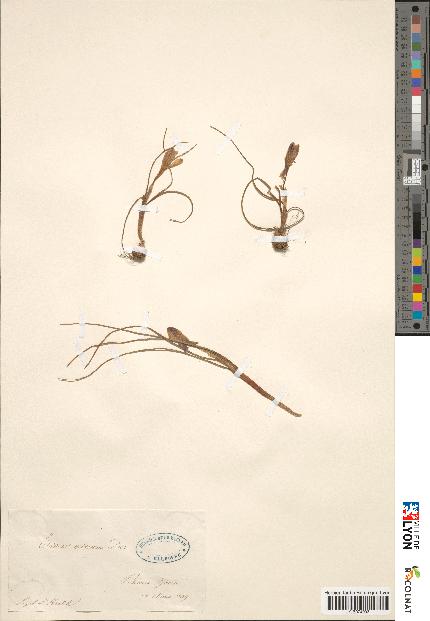 spécimen de Crocus minimus