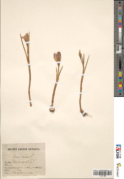 spécimen de Crocus vernus