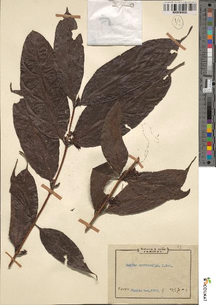 spécimen de Coffea spathicalyx