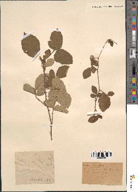 spécimen de Rubus discolor