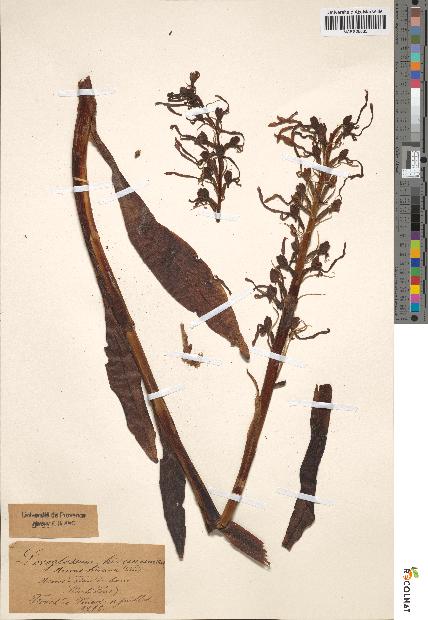 spécimen de Loroglossum hircinum
