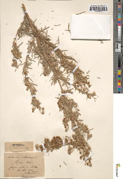 spécimen de Artemisia arborescens