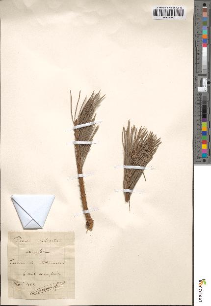 spécimen de Pinus sylvestris