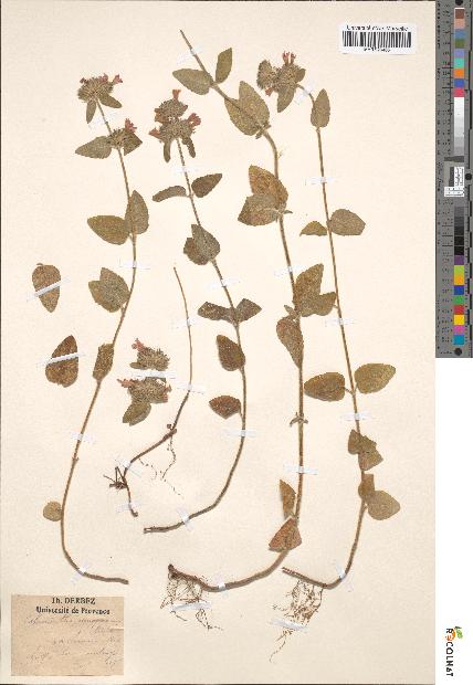 spécimen de Calamintha clinopodium