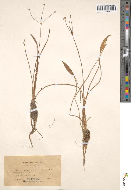 spécimen de Alisma ranunculoides