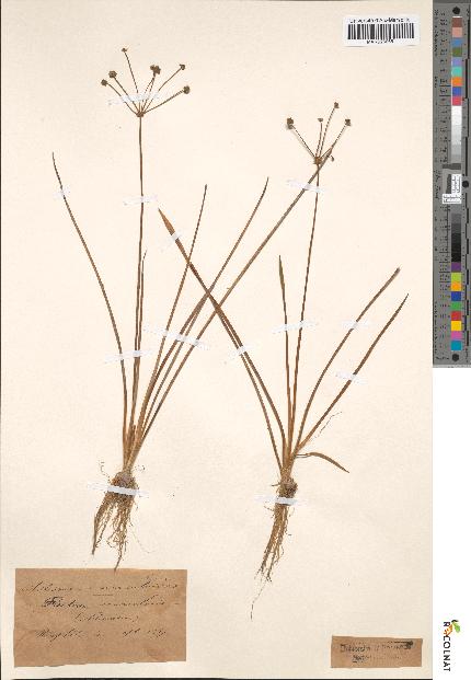 spécimen de Alisma ranunculoides