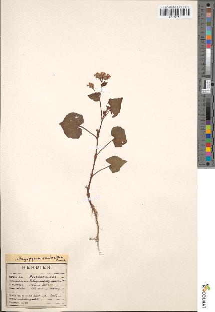 spécimen de Polygonum fagopyrum