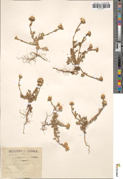 spécimen de Anthemis mixta