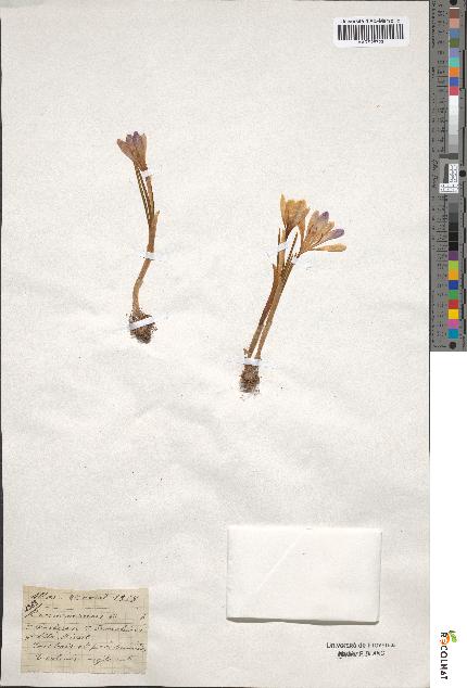 spécimen de Crocus vernus