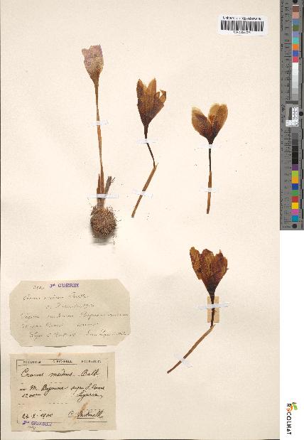 spécimen de Crocus medius