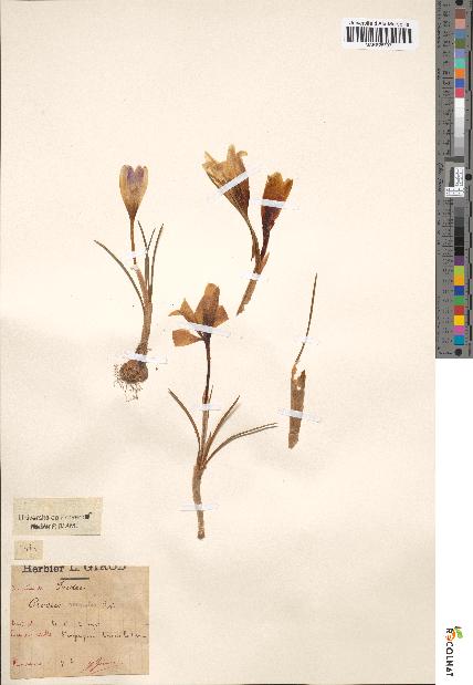 spécimen de Crocus versicolor