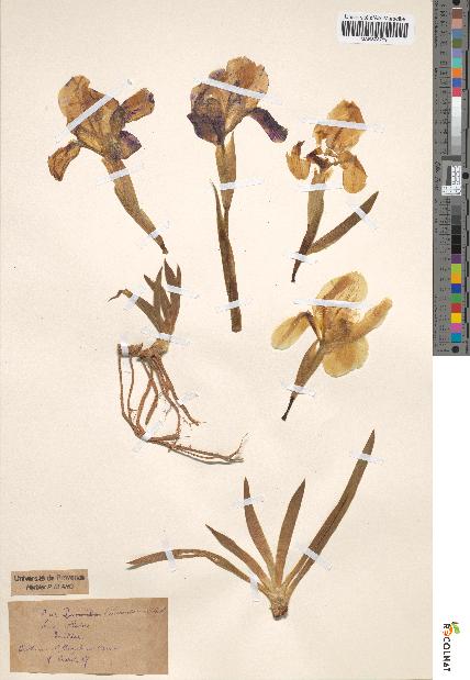 spécimen de Iris chamaeiris