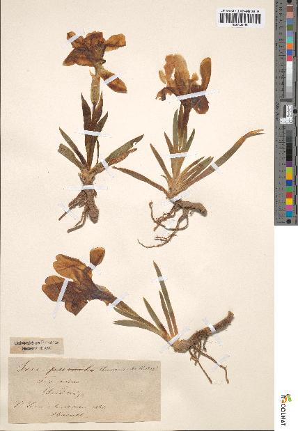 spécimen de Iris chamaeiris
