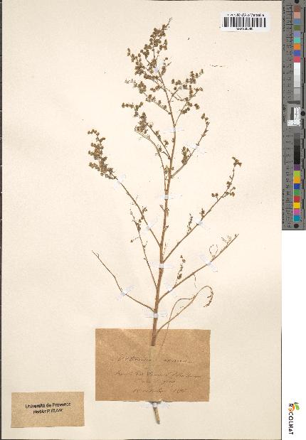 spécimen de Artemisia annua