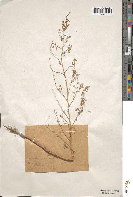 spécimen de Artemisia annua