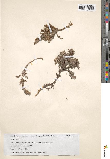 spécimen de Artemisia caerulescens
